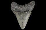 Juvenile Megalodon Tooth - Georgia #99115-1